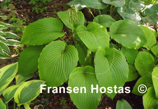 Hosta King Michael